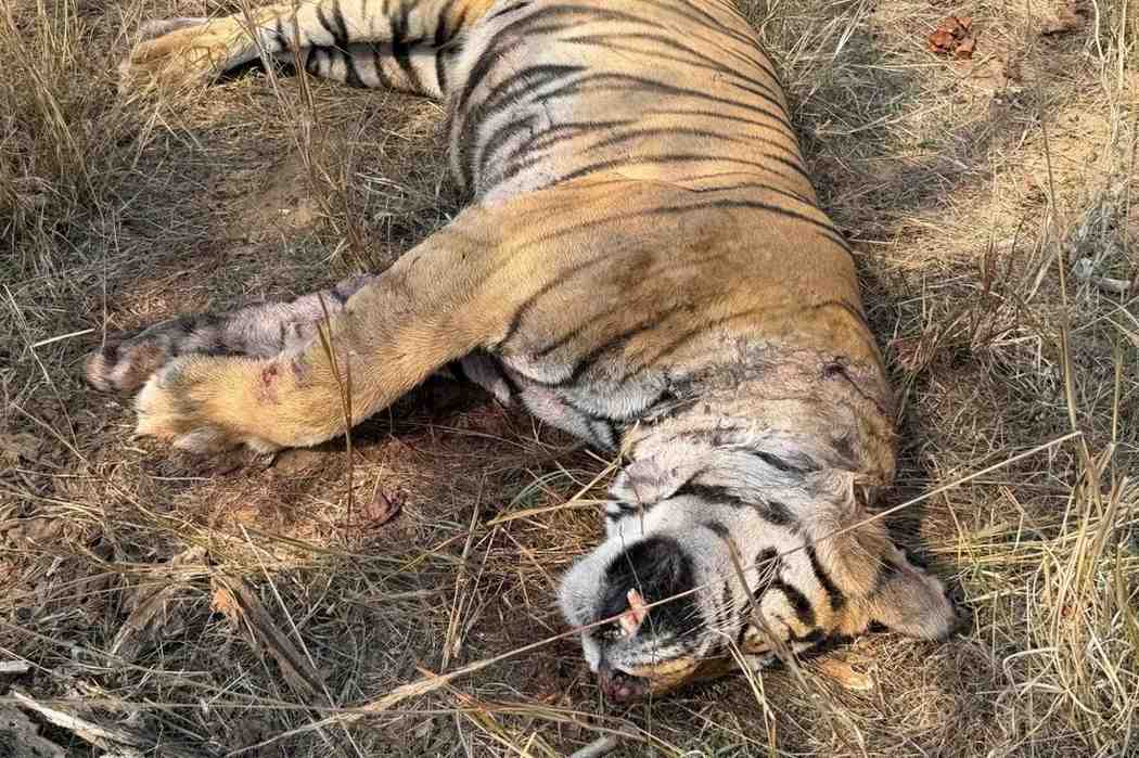 tiger death